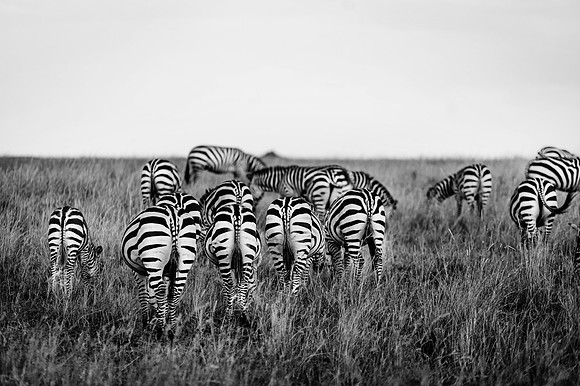 Safari-314