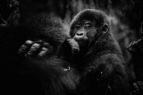 Gorillas-92