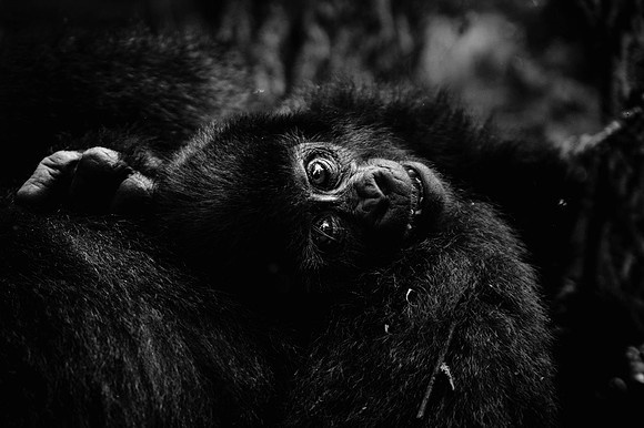 Gorillas-101