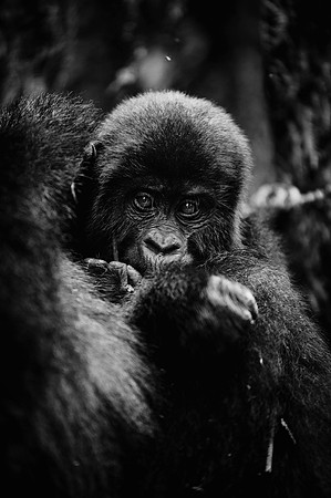 Gorillas-108