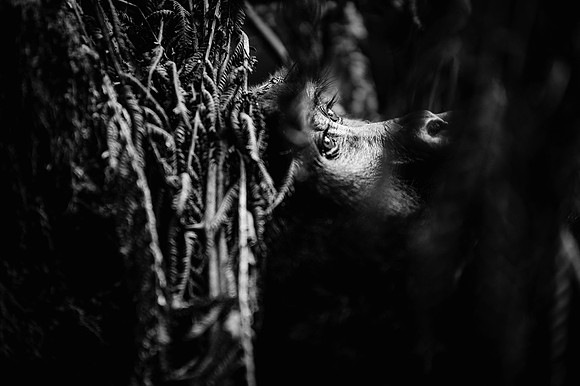 Gorillas-118