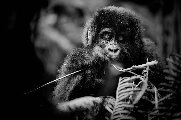 Gorillas-123