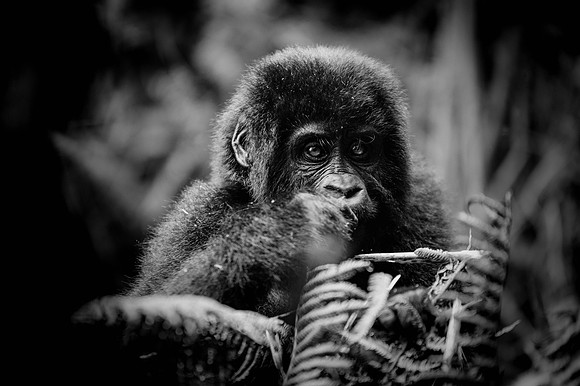 Gorillas-127