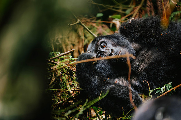 Gorillas-131