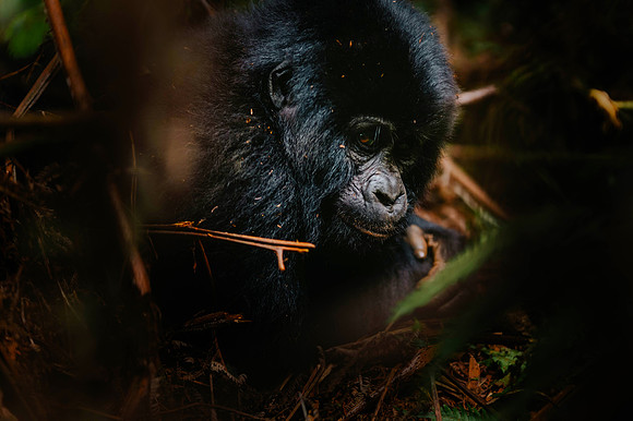 Gorillas-148