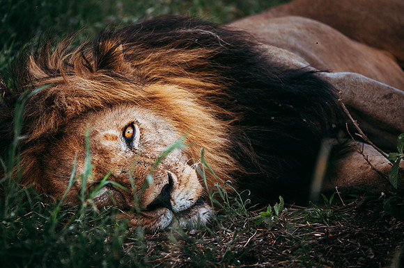 Safari-615