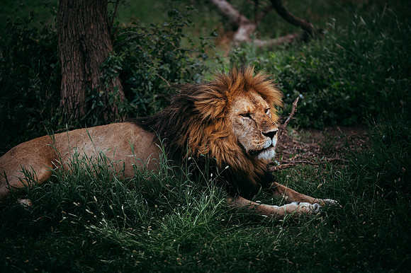 Safari-630