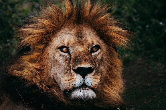 Safari-631