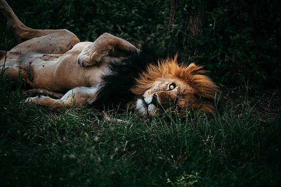 Safari-637