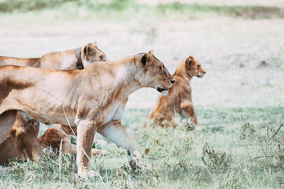 Safari-536