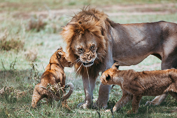 Safari-563