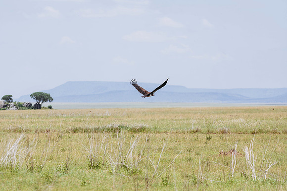 Safari-603
