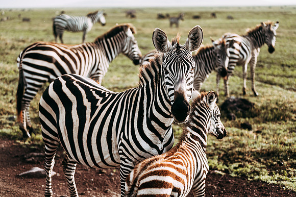 Safari-776