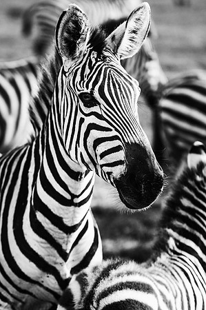 Safari-778