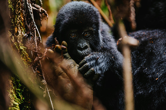 Gorillas-21