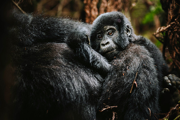 Gorillas-84