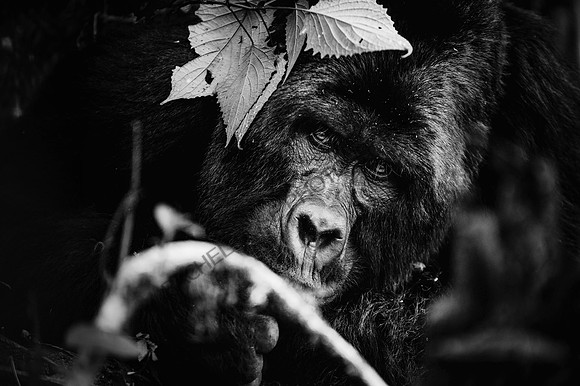 Gorillas-64