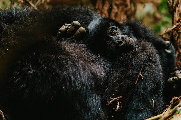 Gorillas-102