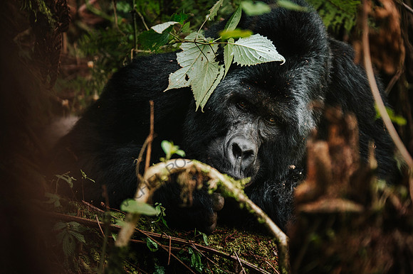 Gorillas-68