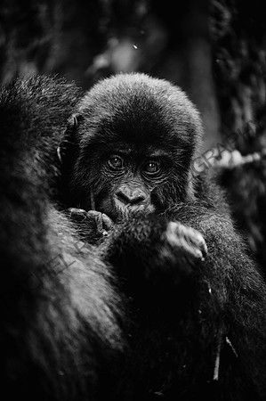 Gorillas-108
