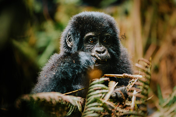 Gorillas-126