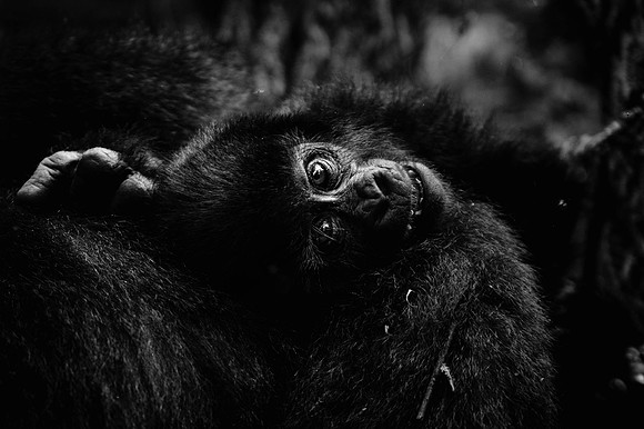 Gorillas-101