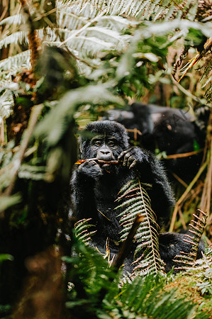 Gorillas-140