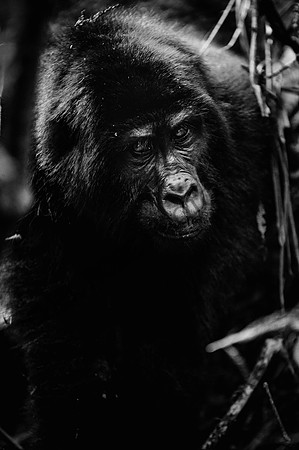 Gorillas-43