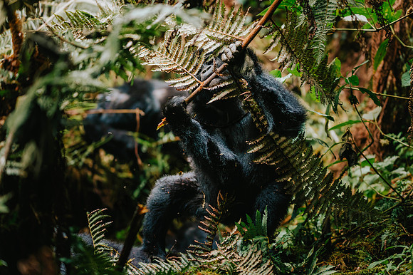 Gorillas-137