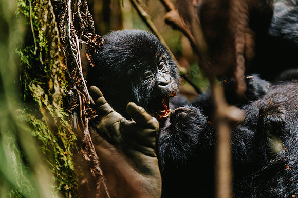 Gorillas-18