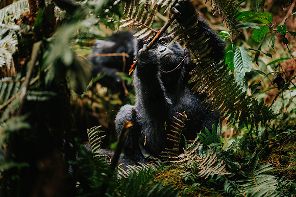 Gorillas-136