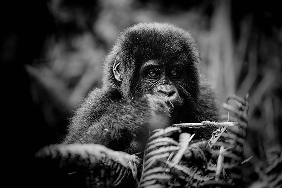 Gorillas-127