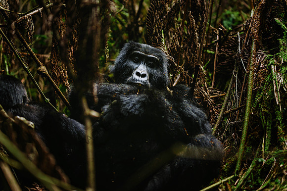 Gorillas-13