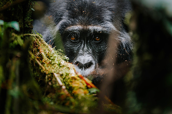 Gorillas-151