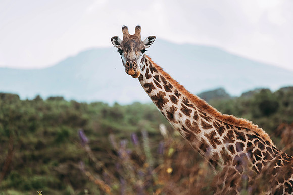 Safari-252