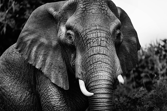 Safari-193