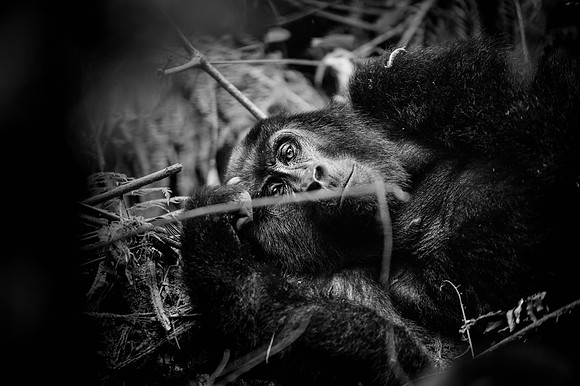 Gorillas-133