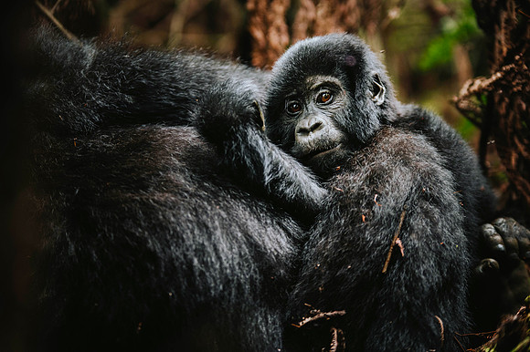 Gorillas-84